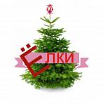 Новогодние елки Новогодние елки